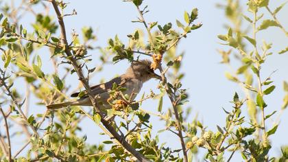 Upcher`s Warbler