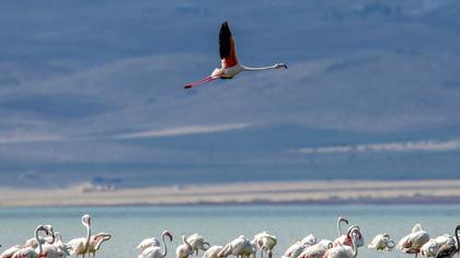 Greater Flamingo