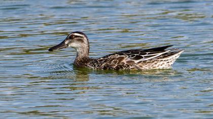 Garganey