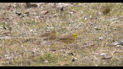Yellowhammer
