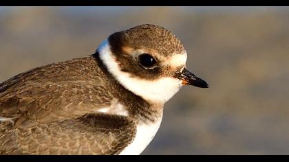 Common Ringed Plover