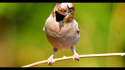 Hawfinch
