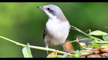 Lesser Whitethroat