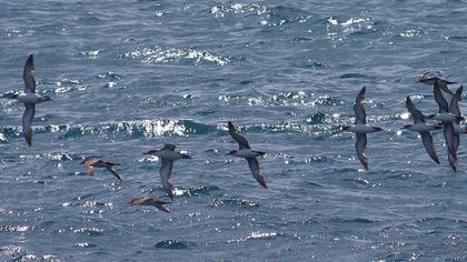 Yelkouan Shearwater