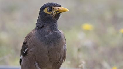 Common Myna