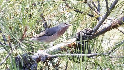 Subalpine Warbler