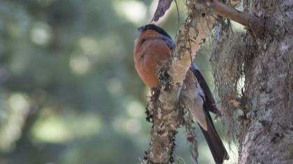 Eurasian Bullfinch