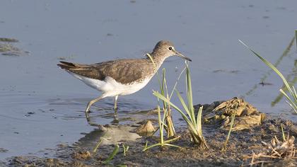 Green Sandpiper