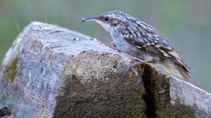 Short-toed Treecreeper