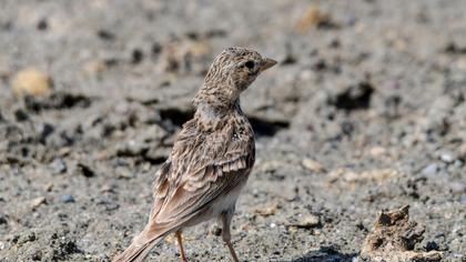 Turkestan Short-toed Lark
