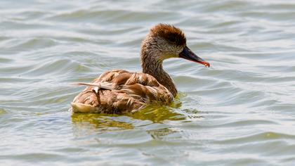 Red-crested Pochard