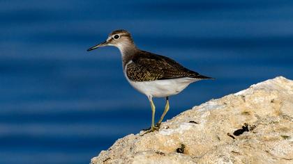Common Sandpiper