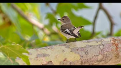 European Pied Flycatcher
