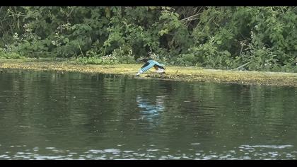 White-throated Kingfisher