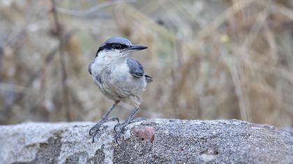 Western Rock Nuthatch