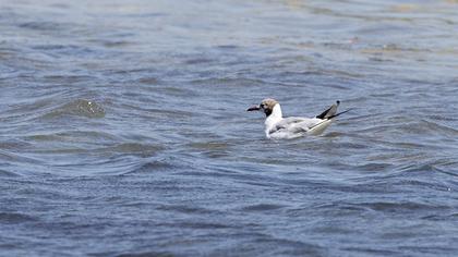 Black-headed Gull