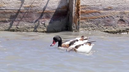 Common Shelduck