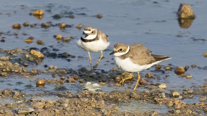 Little Ringed Plover