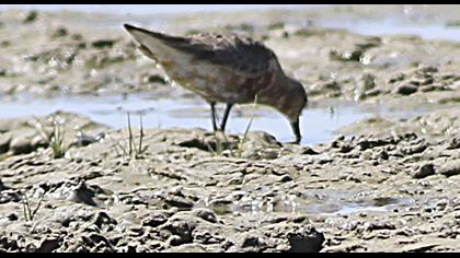 Curlew Sandpiper
