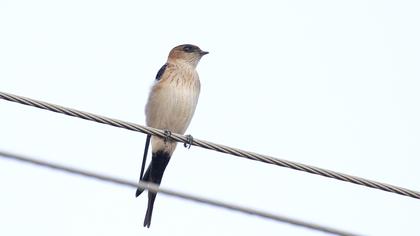 Red-rumped Swallow