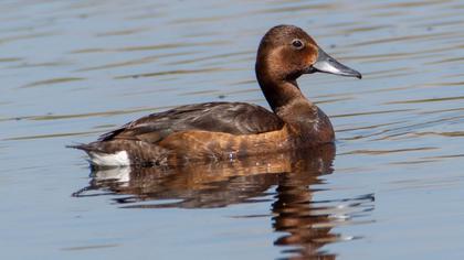 Ferruginous Duck