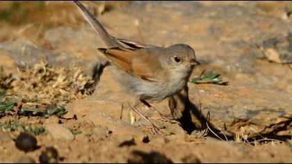 Spectacled Warbler