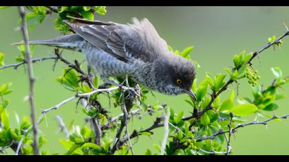Barred Warbler