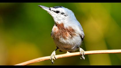 Krüper`s Nuthatch