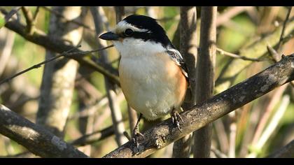 Masked Shrike