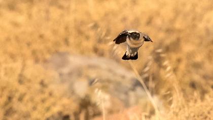 Black-eared Wheatear