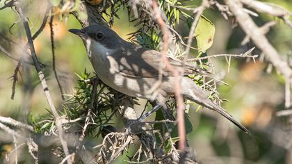 Eastern Orphean Warbler