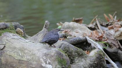White-throated Dipper