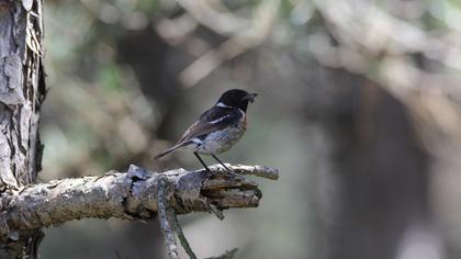 European Stonechat