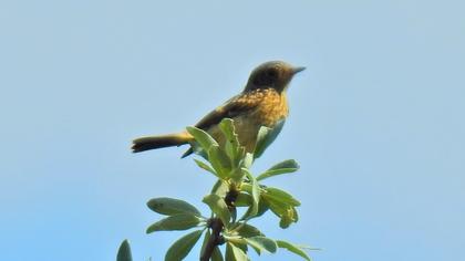 European Stonechat