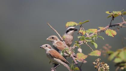 Red-backed Shrike