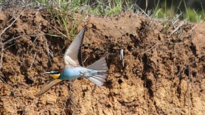European Bee-eater