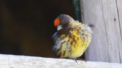 Red-fronted Serin