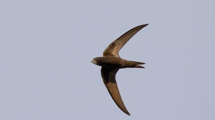 Common Swift