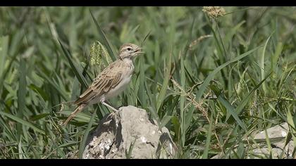 Greater Short-toed Lark