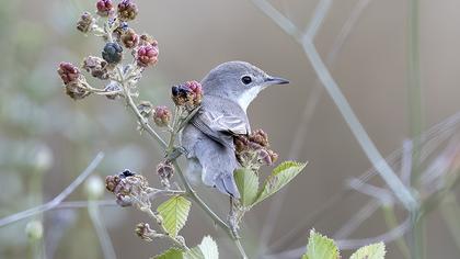 Subalpine Warbler