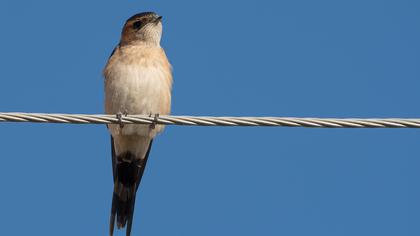 Red-rumped Swallow