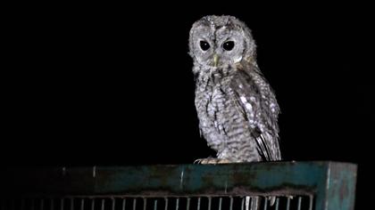Tawny Owl