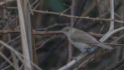Garden Warbler