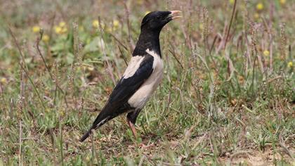Rosy Starling