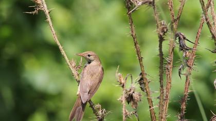 Eurasian Reed Warbler