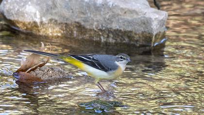 Grey Wagtail