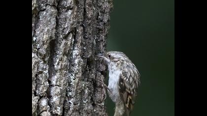 Short-toed Treecreeper