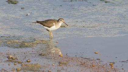 Common Sandpiper