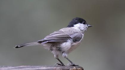 Marsh Tit