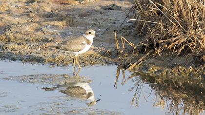 Little Ringed Plover